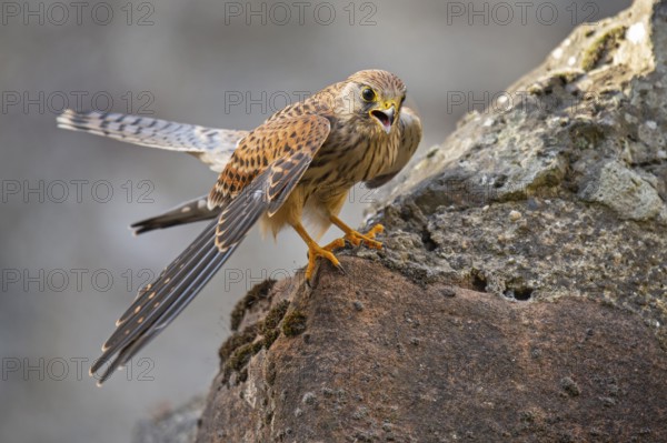 Kestrel (Falco tinnunculus), Gerolstein, Rhineland-Palatinate, Germany