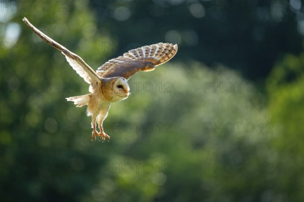 Flying barn owl (Tyto alba), Gerolstein, Rhineland-Palatinate, Germany