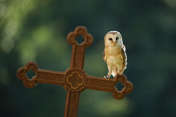Barn owl (Tyto alba) sitting on a cross, Gerolstein, Rhineland-Palatinate, Germany