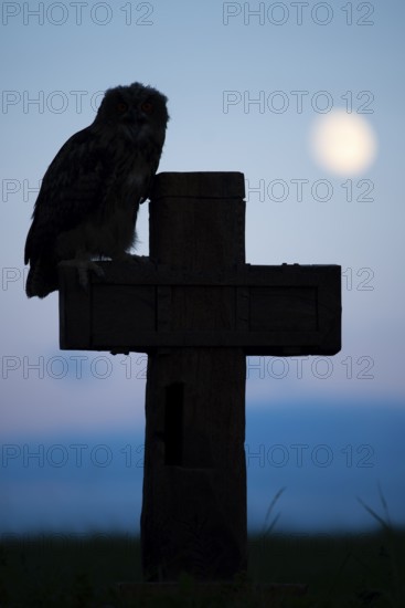 Eurasian Eagle-owl (bubo bubo) sitting on a cross under a full moon, Gerolstein, Rhineland-Palatinate, Germany