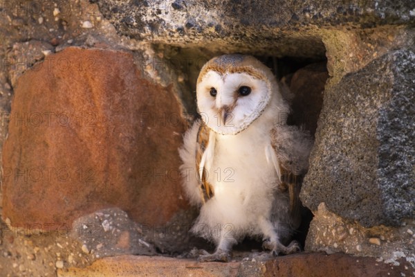 Juvenile barn owl (Tyto alba), Gerolstein, Rhineland-Palatinate, Germany