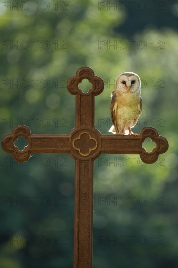 Barn owl (Tyto alba) sitting on a cross, Gerolstein, Rhineland-Palatinate, Germany
