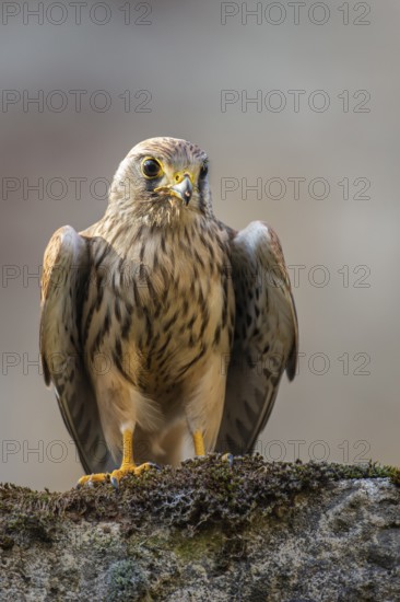 Kestrel (Falco tinnunculus), Gerolstein, Rhineland-Palatinate, Germany