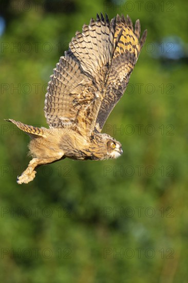 Eurasian Eagle-owl (bubo bubo) flying, Gerolstein, Rhineland-Palatinate, Germany