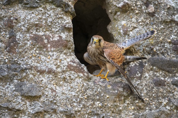 Kestrel (Falco tinnunculus), Gerolstein, Rhineland-Palatinate, Germany
