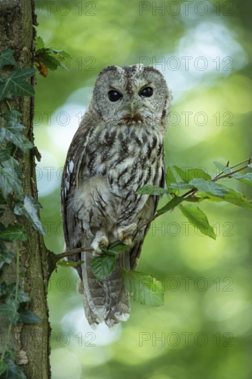 Tawny owl (Strix aluco) sitting on a branch in the forest, Vechta, Lower Saxony, Germany