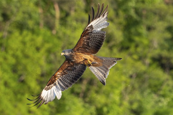 Red kite (Milvus milvus) in flight, Feldberger Seenlandschaft, Mecklenburg-Western Pomerania, Germany