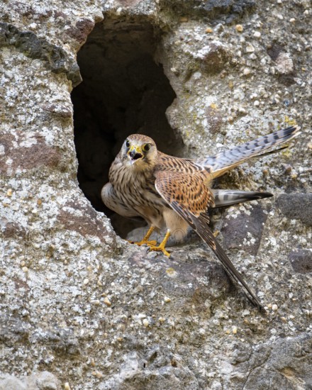 Kestrel (Falco tinnunculus), Gerolstein, Rhineland-Palatinate, Germany