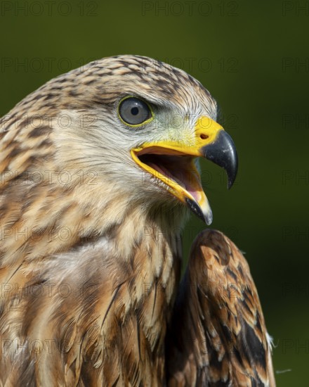 Red kite (Milvus milvus) sitting on a willow pole, portrait, Gerolstein, Rhineland-Palatinate, Germany