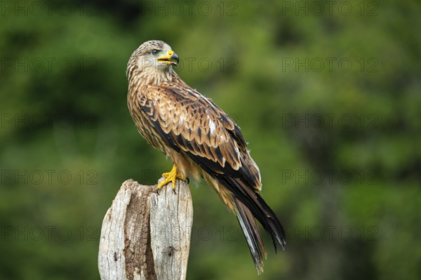 Red kite (Milvus milvus) sitting on a willow pole, Gerolstein, Rhineland-Palatinate, Germany