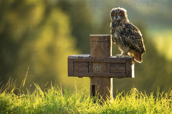 Eurasian Eagle-owl (bubo bubo) sitting on a cross, Gerolstein, Rhineland-Palatinate, Germany