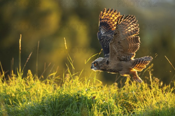 Eurasian Eagle-owl (bubo bubo) flying, Gerolstein, Rhineland-Palatinate, Germany