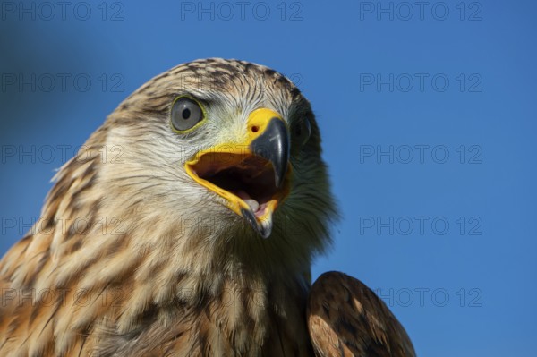 Red kite (Milvus milvus) sitting on a willow pole, portrait, Gerolstein, Rhineland-Palatinate, Germany