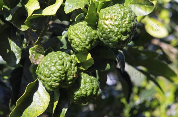 Kaffir lime (Citrus hystrix) or Mauritius-Papeda or Combava, San-Nicolao, Département Haute-Corse, Corsica, Mediterranean, France
