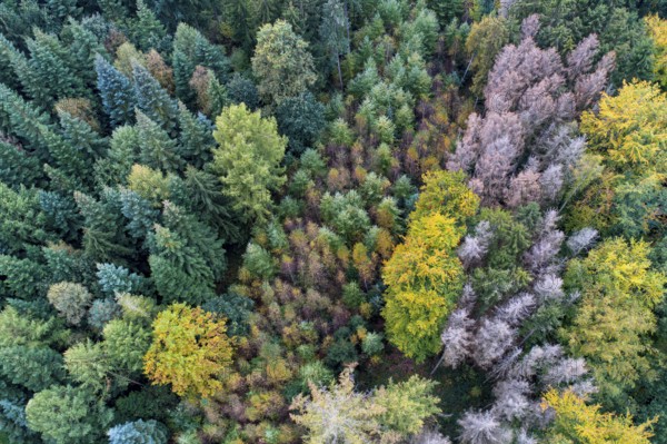 Aerial view of a beautifully coloured forest, nature reserve, Herrenholz, Goldensted, Lower Saxony, Germany