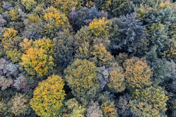 Aerial view of a beautifully coloured forest, nature reserve, Herrenholz, Goldenstedt, Lower Saxony, Germany