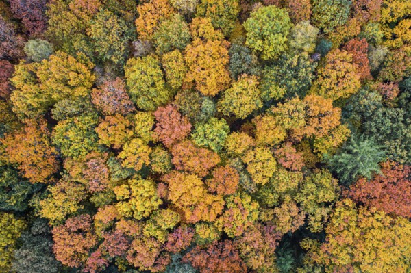 Aerial view of an autumn-colored forest, Hunte in the autumnal Barneführer Holz, Sandkrug, Hatten, Lower Saxony, Germany