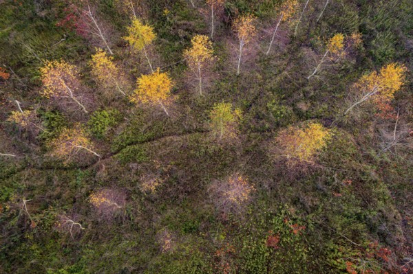 Aerial view of Huntebruch in autumn, Diepholz, Lower Saxony, Germany