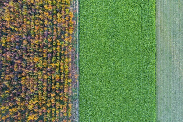 Aerial view of an agricultural landscape with forest, Hoheging, Emstek, Lower Saxony, Germany
