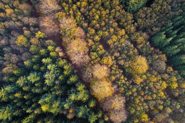 Aerial view of an autumn-colored forest, Hoheging, Emstek, Lower Saxony, Germany