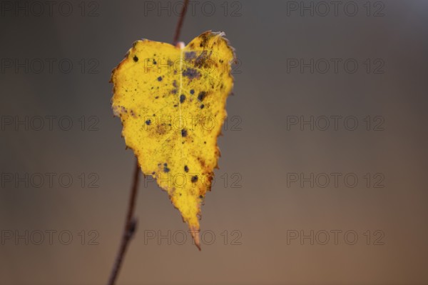 Birch leaf in autumn, Goldenstedt, Lower Saxony, Germany