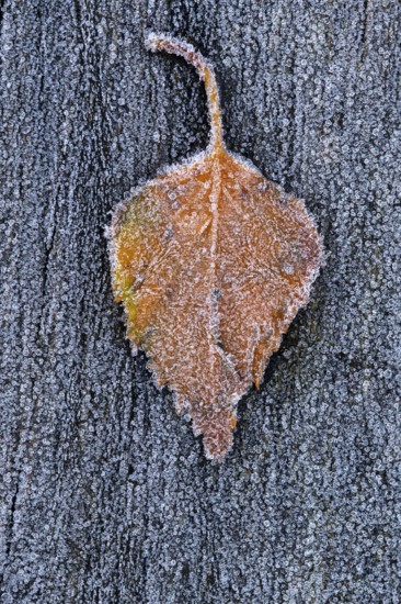 Birch leaf in hoarfrost, Goldenstedt, Lower Saxony, Germany