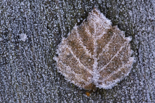Birch leaf in hoarfrost, Goldenstedt, Lower Saxony, Germany