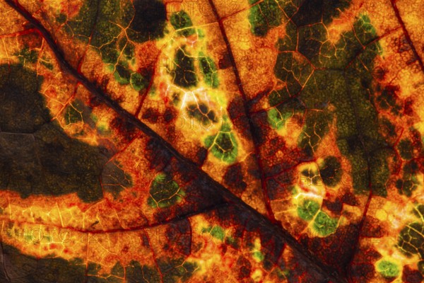 Structure of an autumn-colored leaf, foliage, tree, Vechta, Lower Saxony, Germany