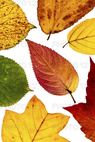 Structure of an autumn-colored leaf, foliage, tree, Vechta, Lower Saxony, Germany