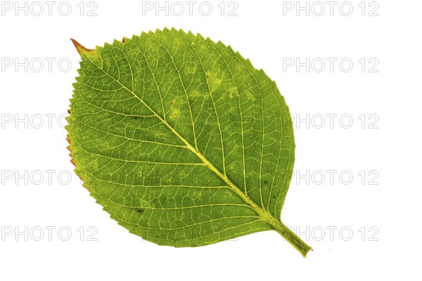 Structure of an autumn-colored leaf, cut off, leaves, tree, Vechta, Lower Saxony, Germany