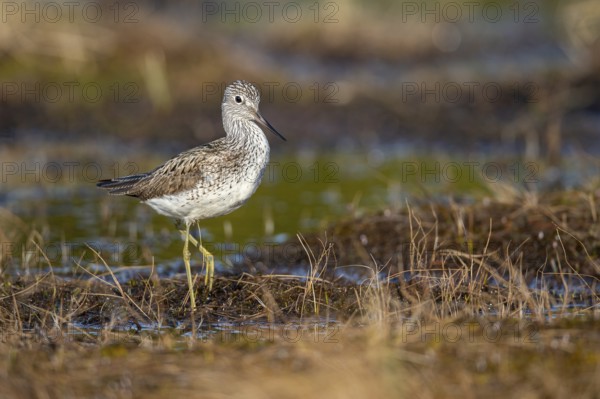 Greenshank (Tringa nebularia) in a bog, Fågelsjö, Gävleborgs län, Sweden
