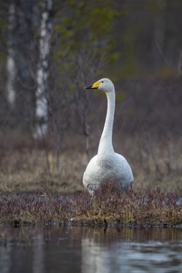 Whooper swan (Cygnus cygnus) at a lake in Sweden, Fågelsjö, Gävleborgs län, Sweden