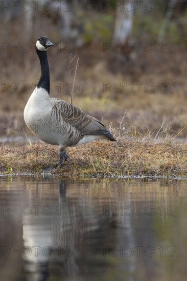 Canada goose (Branta canadensis) at a lake, Fågelsjö, Gävleborgs län, Sweden