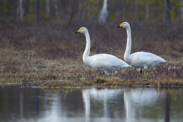 Whooper swan (Cygnus cygnus) at a lake in Sweden, Fågelsjö, Gävleborgs län, Sweden