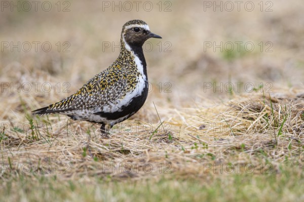 Golden plover (Pluvialis apricaria), Fågelsjö, Gävleborgs län, Sweden