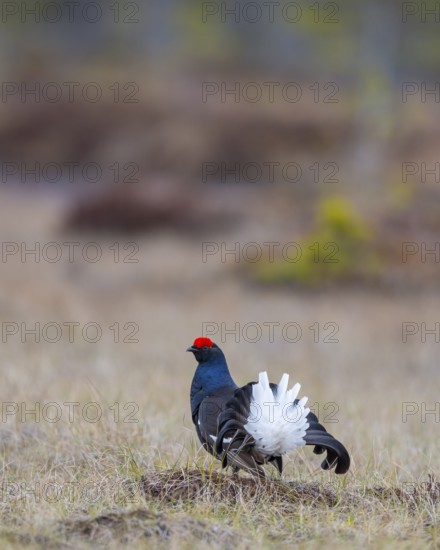 Black grouse (Lyrurus tetrix), black grouse courtship in Sweden, Fågelsjö, Gävleborgs län, Sweden
