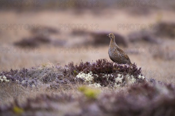 Black grouse (Lyrurus tetrix), female, black grouse courtship in Sweden, Fågelsjö, Gävleborgs län, Sweden