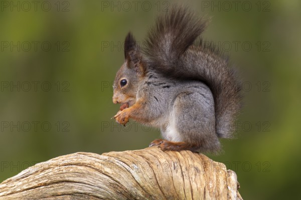 Squirrel (Sciurus vulgaris) on a tree trunk with food, Fågelsjö, Gävleborgs län, Sweden