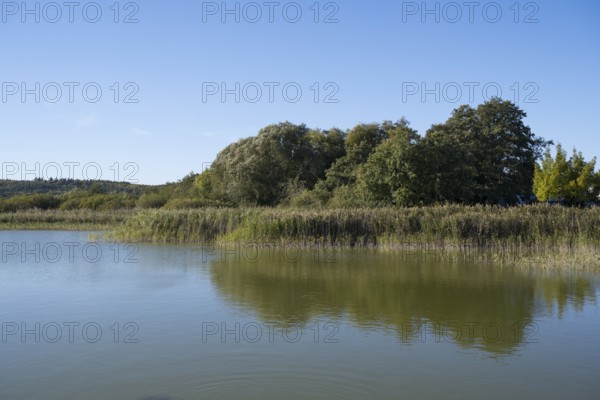 Deciduous trees and reeds at Schmachter See, reflection, landscape with blue sky, Binz, seaside resort, Rügen island, Mecklenburg-Western Pomerania, Germany