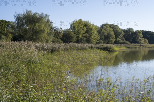 Deciduous trees and reeds at Schmachter See, landscape with blue sky, Binz, seaside resort, Rügen island, Mecklenburg-Western Pomerania, Germany