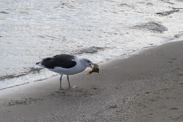 Seagull on a beach with a fish in its beak, Baltic Sea, Rügen Island, Mecklenburg-Western Pomerania, Germany