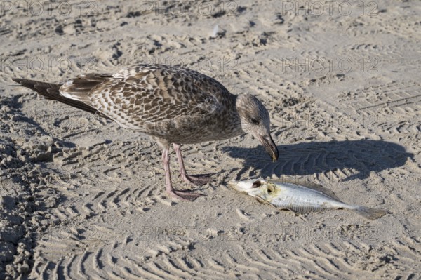 Seagull pecks at a dead fish on the beach, Baltic Sea, Rügen Island, Mecklenburg-Western Pomerania, Germany