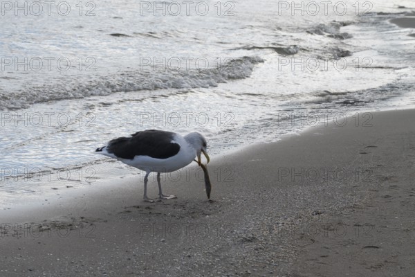 Seagull catching fish on the beach, Baltic Sea, Rügen Island, Mecklenburg-Western Pomerania, Germany
