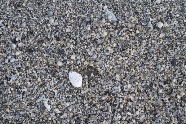 Surface on the ground with numerous mussels, background image, Baltic Sea, Mecklenburg-Western Pomerania, Germany