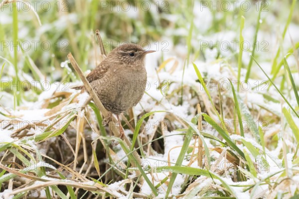 A wren (Troglodytes troglodytes) standing on a blade of grass, snow-covered grass in the background, Hesse, Germany