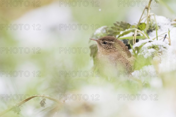 A wren (Troglodytes troglodytes) hiding in the snow-covered green with blurred background, Hesse, Germany