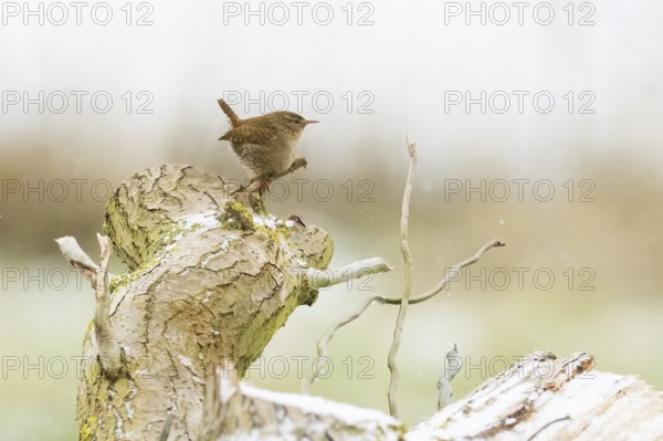 A wren (Troglodytes troglodytes) standing on a snow-covered tree trunk, Hesse, Germany