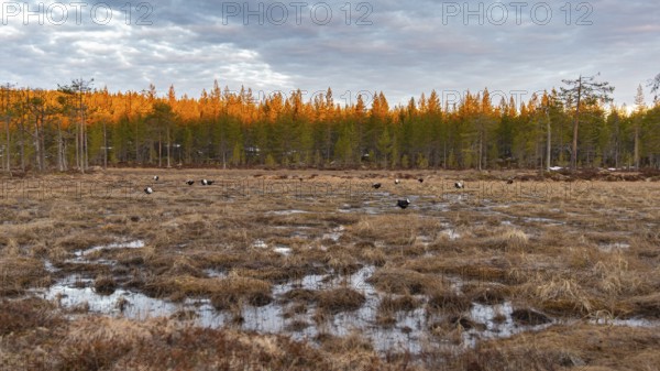 Black grouse (Lyrurus tetrix), black grouse courtship in Sweden, Fågelsjö, Gävleborgs län, Sweden