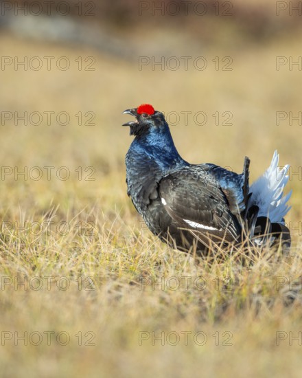 Black grouse (Lyrurus tetrix), black grouse courtship in Sweden, Fågelsjö, Gävleborgs län, Sweden