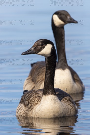 Canada goose (Branta canadensis) at a lake, Fågelsjö, Gävleborgs län, Sweden